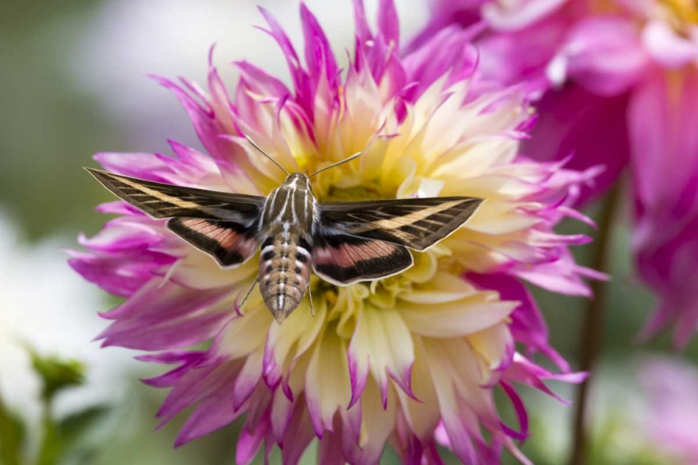 Colorado White-lined sphinx moth feeds on flower art print by Fred Lord for $57.95 CAD